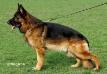 Small picture of VA7 Ghandi von Arlett