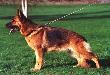 Small picture of V Ingodds Hollis