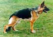 Small picture of V Gugia von der Kahler Heide