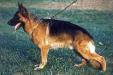 Small picture of V (BSZS) Xandor von Tronje