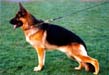 Small picture of V22 Nicco von Arlett