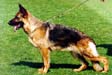 Small picture of VA11 Wendrina von der Kahler Heide