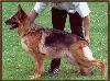 Small picture of V Joska von Ducati