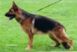 V SG36 BSZS 2004 Hanni von dem Waldgraben